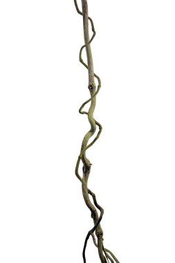 Ağaç kökü üzümü ya da üç yapraklı yabani asma cayratia (Cayratia trifolia) liana sarmaşık bitkisi çalılığı, doğa çerçeveli orman sınırı, kırpma yolu dahil olmak üzere beyaz arka planda izole. Çiçek Tasarımı. HD Resim ve Büyük Çözünürlük. Duvar olarak kullanılabilir