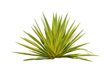 Sarı ve yeşil yapraklar Furcraea foetida. Güzel çiçek Mauritius-kenevir. beyaz arkaplanda izole