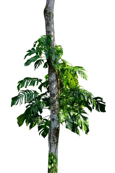 Grüne Blätter Der Einheimischen Monstera Epipremnum Pinnatum Lianenpflanze Die Beim — Stockfoto