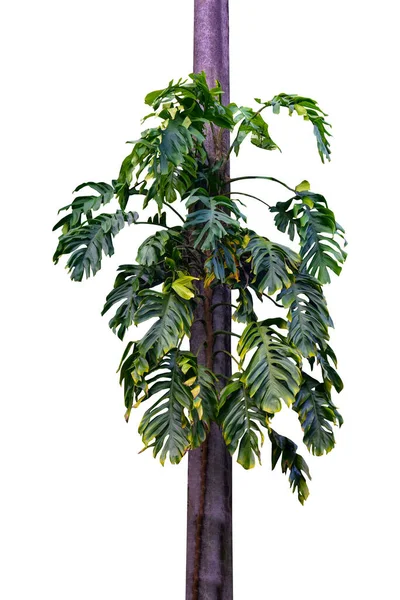 Grüne Blätter Der Einheimischen Monstera Epipremnum Pinnatum Lianenpflanze Die Beim — Stockfoto