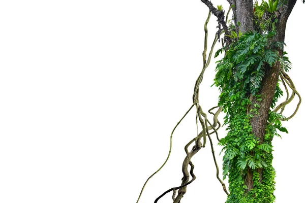 Waldbaumstämme Mit Tropischen Blattpflanzen Die Einen Rahmen Der Natur Bilden — Stockfoto