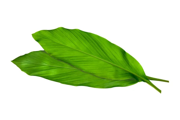 Groene Bladeren Van Kurkuma Curcuma Longa Gember Medicinale Kruidenplant Geïsoleerd — Stockfoto