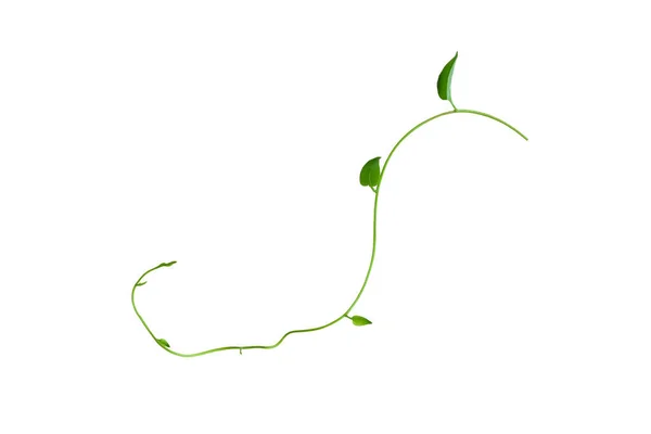 Twisted Αμπέλια Ζούγκλα Liana Φυτό Πράσινα Φύλλα Σχήμα Καρδιάς Που — Φωτογραφία Αρχείου