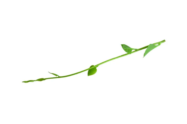 Csavart Dzsungel Szőlő Liana Növény Szív Alakú Zöld Levelek Elszigetelt — Stock Fotó