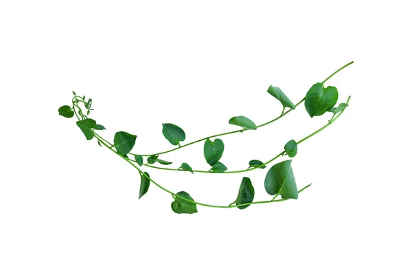 Twisted Jungle Vines Liana Plant Heart Shaped Green Leaves Isolated — Stock Photo, Image