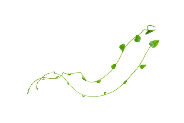 Kırpılmış Orman Sarmaşıkları Kalp Şeklinde Yeşil Yapraklı Liana Bitkisi Beyaz — Stok fotoğraf