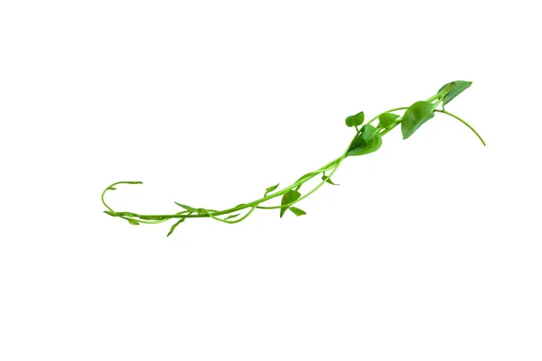 Twisted Jungle Vines Liana Plant Heart Shaped Green Leaves Isolated — Stock Photo, Image