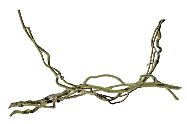 Ρίζα Ξύλου Σταφύλι Μπους Τριφυλλιού Άγρια Cayratia Αμπέλου Cayratia Trifolia — Φωτογραφία Αρχείου