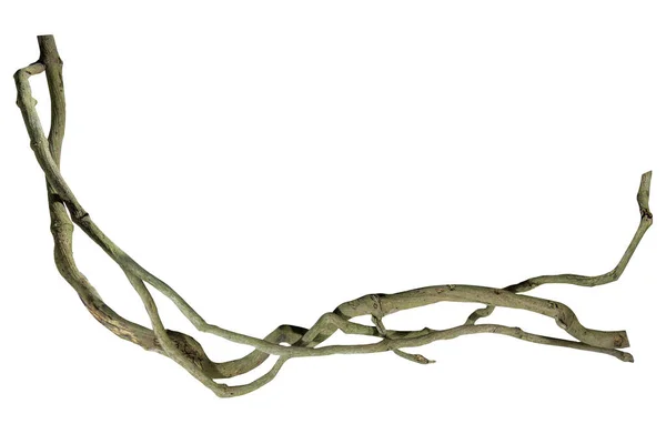 Ağaç kökü üzümü ya da üç yapraklı yabani asma cayratia (Cayratia trifolia) liana sarmaşık bitkisi çalılığı, doğa çerçeveli orman sınırı, kırpma yolu dahil olmak üzere beyaz arka planda izole. Çiçek Tasarımı. HD Resim ve Büyük Çözünürlük. Duvar olarak kullanılabilir