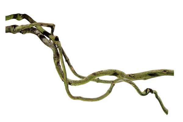 Ağaç kökü üzümü ya da üç yapraklı yabani asma cayratia (Cayratia trifolia) liana sarmaşık bitkisi çalılığı, doğa çerçeveli orman sınırı, kırpma yolu dahil olmak üzere beyaz arka planda izole. Çiçek Tasarımı. HD Resim ve Büyük Çözünürlük. Duvar olarak kullanılabilir