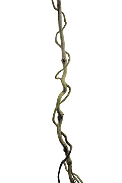 Ağaç kökü üzümü ya da üç yapraklı yabani asma cayratia (Cayratia trifolia) liana sarmaşık bitkisi çalılığı, doğa çerçeveli orman sınırı, kırpma yolu dahil olmak üzere beyaz arka planda izole. Çiçek Tasarımı. HD Resim ve Büyük Çözünürlük. Duvar olarak kullanılabilir