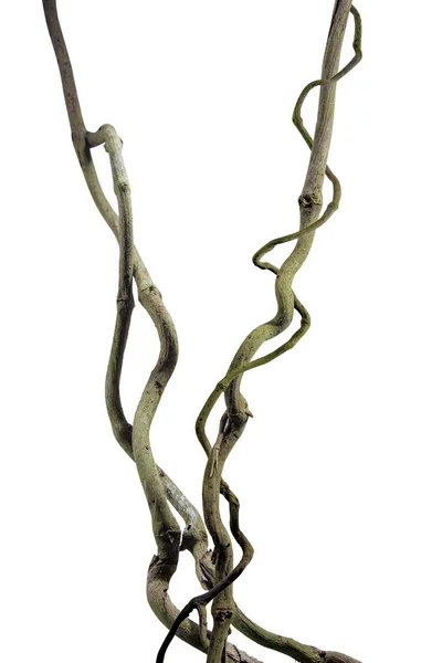 Ağaç kökü üzümü ya da üç yapraklı yabani asma cayratia (Cayratia trifolia) liana sarmaşık bitkisi çalılığı, doğa çerçeveli orman sınırı, kırpma yolu dahil olmak üzere beyaz arka planda izole. Çiçek Tasarımı. HD Resim ve Büyük Çözünürlük. Duvar olarak kullanılabilir