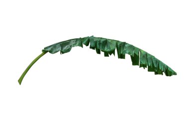 Koyu yeşil muz yaprakları beyaz arkaplana yerleştirilir, kırpma yolu dahil, arkaplan ve duvar kağıdı olarak kullanılabilir