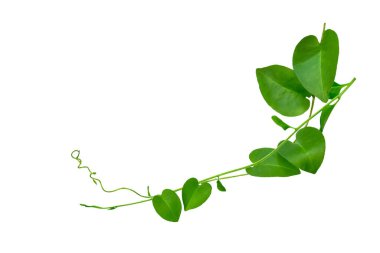 Vahşi sabah ihtişamı, orman sarmaşıklarını beyaz arka planda yalıtılmış tropikal bitki bırakır.