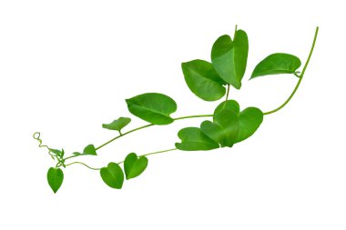 Vahşi sabah ihtişamı, orman sarmaşıklarını beyaz arka planda yalıtılmış tropikal bitki bırakır.