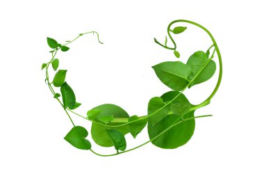 Vahşi sabah ihtişamı, orman sarmaşıklarını beyaz arka planda yalıtılmış tropikal bitki bırakır.