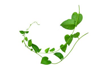 Vahşi sabah ihtişamı, orman sarmaşıklarını beyaz arka planda yalıtılmış tropikal bitki bırakır.