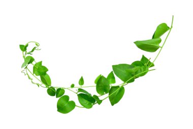 Vahşi sabah ihtişamı, orman sarmaşıklarını beyaz arka planda yalıtılmış tropikal bitki bırakır.