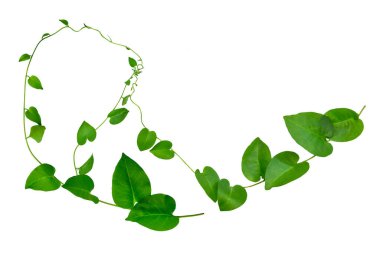 Vahşi sabah ihtişamı, orman sarmaşıklarını beyaz arka planda yalıtılmış tropikal bitki bırakır.