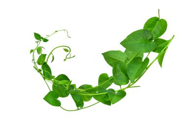 Vahşi sabah ihtişamı, orman sarmaşıklarını beyaz arka planda yalıtılmış tropikal bitki bırakır.