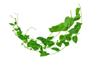 Vahşi sabah ihtişamı, orman sarmaşıklarını beyaz arka planda yalıtılmış tropikal bitki bırakır.