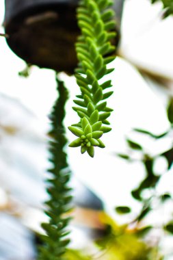 Narin genç kız eğreltiotu yaprakları yaz mevsiminde yerin üstünde asılı durur..