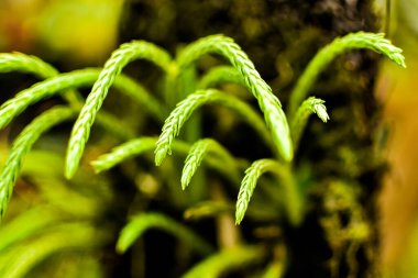 Narin genç kız eğreltiotu yaprakları yaz mevsiminde yerin üstünde asılı durur..