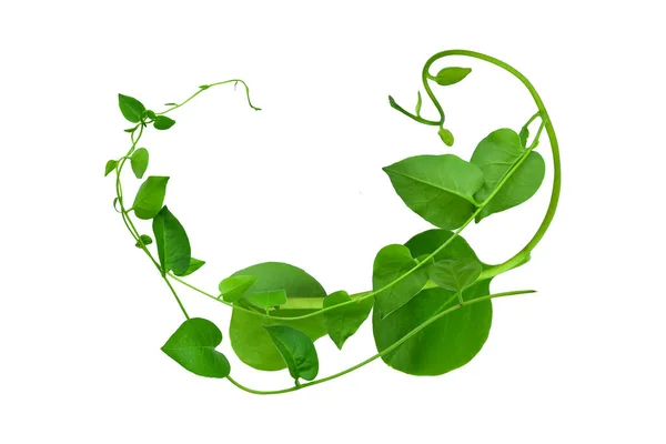 Vahşi sabah ihtişamı, orman sarmaşıklarını beyaz arka planda yalıtılmış tropikal bitki bırakır.