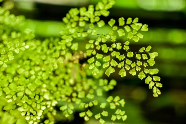 Delicate maiden hair fern leaves hang above the ground in summertime.