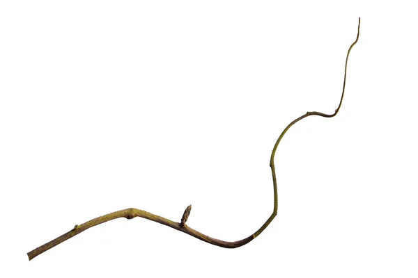 Ρίζα Ξύλου Spiral Στριμμένα Κλαδί Δέντρο Ζούγκλα Αμπέλου Liana Φυτό — Φωτογραφία Αρχείου