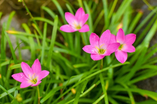 Zephyranthes Rosea Commonly Known Cuban Zephyrlily Rosy Rain Lily Rose — Stock Photo, Image