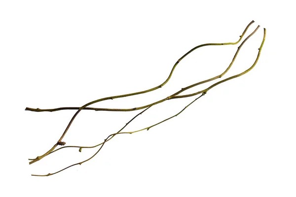 Tahta kökü. Spiral kıvrımlı orman ağacı dalı, beyaz arka planda izole edilmiş sarmaşık bitkisi, kırpma yolu dahil