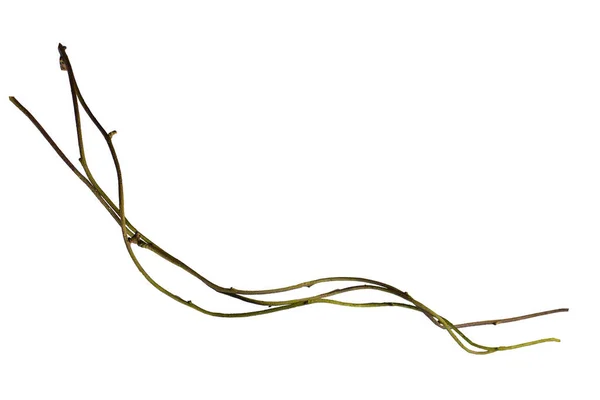 Holzwurzel Spiralgedrehter Dschungel Ast Lianenpflanze Isoliert Auf Weißem Hintergrund Schneideweg — Stockfoto