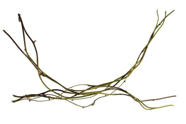 Tahta kökü. Spiral kıvrımlı orman ağacı dalı, beyaz arka planda izole edilmiş sarmaşık bitkisi, kırpma yolu dahil