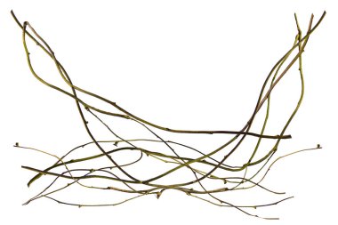 Tahta kökü. Spiral kıvrımlı orman ağacı dalı, beyaz arka planda izole edilmiş sarmaşık bitkisi, kırpma yolu dahil