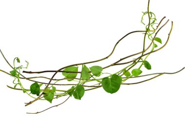 Çarpık asma yaprakları tropik ağaçların köklerinde beyaz arka planda izole edilmiş, kesme yolu olan beyaz arka planda izole edilmiş. Duvar kağıdı olarak kullanılabilir