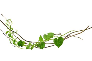 Çarpık asma yaprakları tropik ağaçların köklerinde beyaz arka planda izole edilmiş, kesme yolu olan beyaz arka planda izole edilmiş. Duvar kağıdı olarak kullanılabilir