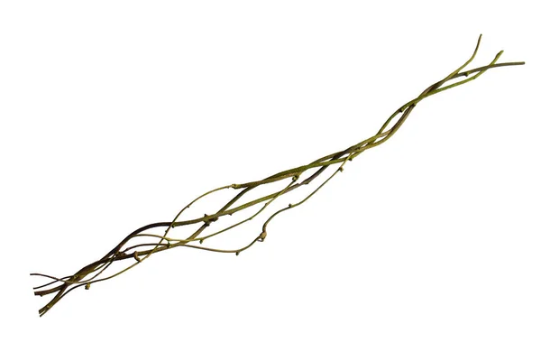 wood root. Spiral twisted jungle tree branch, vine liana plant isolated on white background, clipping path included