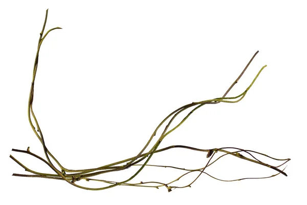 Trärot Spiral Vriden Djungel Träd Gren Vinranka Växt Isolerad Vit — Stockfoto