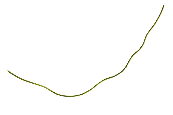 Holzwurzel Spiralgedrehter Dschungel Ast Lianenpflanze Isoliert Auf Weißem Hintergrund Schneideweg — Stockfoto