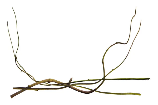 wood root. Spiral twisted jungle tree branch, vine liana plant isolated on white background, clipping path included