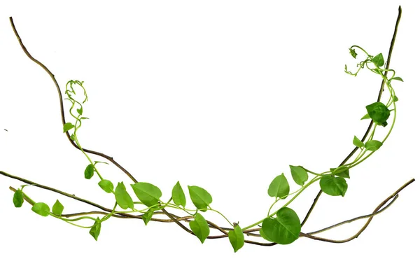 Çarpık asma yaprakları tropik ağaçların köklerinde beyaz arka planda izole edilmiş, kesme yolu olan beyaz arka planda izole edilmiş. Duvar kağıdı olarak kullanılabilir