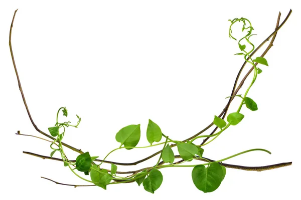 Çarpık asma yaprakları tropik ağaçların köklerinde beyaz arka planda izole edilmiş, kesme yolu olan beyaz arka planda izole edilmiş. Duvar kağıdı olarak kullanılabilir