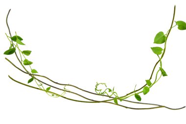 Çarpık asma yaprakları tropik ağaçların köklerinde beyaz arka planda izole edilmiş, kesme yolu olan beyaz arka planda izole edilmiş. Duvar kağıdı olarak kullanılabilir