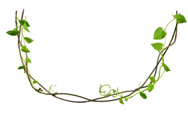 Çarpık asma yaprakları tropik ağaçların köklerinde beyaz arka planda izole edilmiş, kesme yolu olan beyaz arka planda izole edilmiş. Duvar kağıdı olarak kullanılabilir