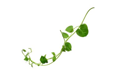 Floral Desaign. Twisted jungle vines liana plant with heart shaped green leaves isolated on white background, clipping path included. clipart