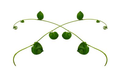 Çiçek Tasarımı. Kırpılmış orman sarmaşıkları kalp şeklinde yeşil yapraklı liana bitkisi beyaz arka planda izole, kırpma yolu dahil.