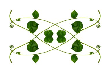 Çiçek Tasarımı. Kırpılmış orman sarmaşıkları kalp şeklinde yeşil yapraklı liana bitkisi beyaz arka planda izole, kırpma yolu dahil.