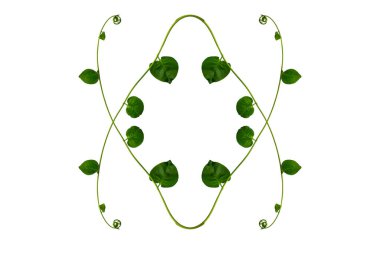 Çiçek Tasarımı. Kırpılmış orman sarmaşıkları kalp şeklinde yeşil yapraklı liana bitkisi beyaz arka planda izole, kırpma yolu dahil.