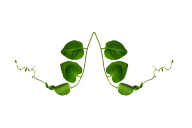 Çiçek Tasarımı. Kırpılmış orman sarmaşıkları kalp şeklinde yeşil yapraklı liana bitkisi beyaz arka planda izole, kırpma yolu dahil.